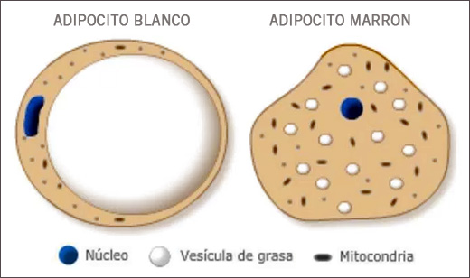 ADIPOCITOS