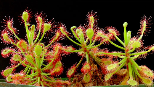 Drosera