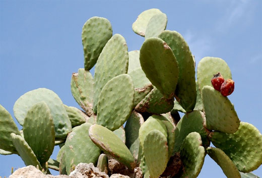 opuntia